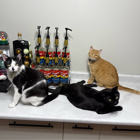 💝Hi, I’m Rachel! Happy Poshing💝 - Picture 4 of 16